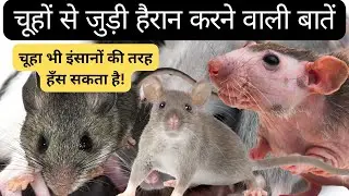 Rat Life Cycle Documentary in Hindi | चूहे का जीवन चक्र Explained