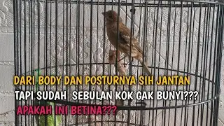 Berapa lama sih kenari PAUD bisa di bilang betina???? 