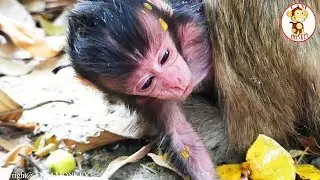 New Baby Monkey Just Born - Newborn Monkey -Newborn Monkey Hungry - Monkeys