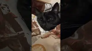 Я кошка Ластёнка, я сплю...) #оле7 #ластёна #cat #котофейка #кот #cats #животные