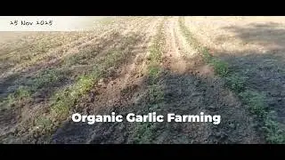 100% Organic Garlic 🧄Farming. Month 1 update.