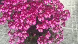 Tip Top Duet - Angel Pelargonium