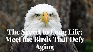 The Secret to Long Life: Meet the Birds That Defy Aging
