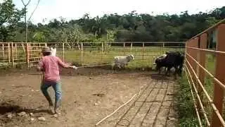 capando toros 6