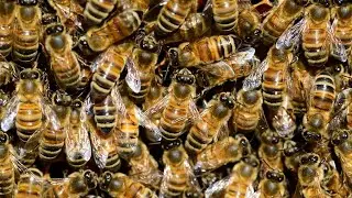 bee - scenic relaxation film with calming music