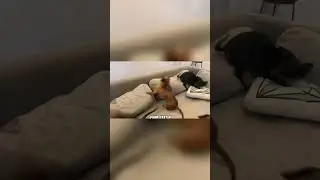 Ты сказал: &laquo;Хорошим собакам &mdash; хорошие угощения!&raquo; &mdash; закадровый голос RxCKSTxR!
