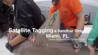 Satellite tagging a sandbar shark for @sharktagging research