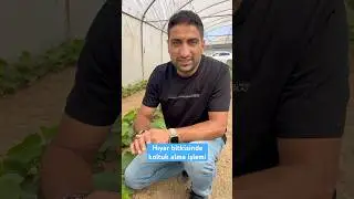 Hıyar bitkisinde koltuk alma işlemi #agriculture #tarım #seram #salata #ziraat #&ccedil;ift&ccedil;i #budama ￼
