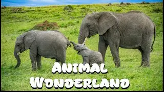 Wildlife Fantasy   || #videos #wildlife #animals