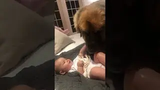 Delightful Laughter as Doggy Licks Baby Clean || ViralHog