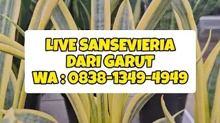 Herman Sansevieria sedang live sekarang! Live sansevieria dari garut