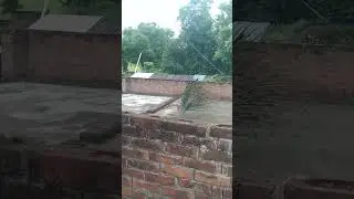 naachta hua mor