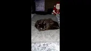 MORA PETS SELF WARMING PET BED REVIEW