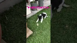 【Raw Food Trial!!】子犬の初体験！巷でウワサのローフード試してみた！！！