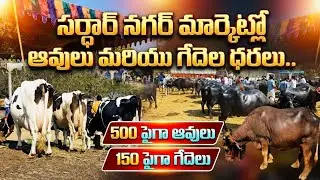 సర్దార్ నగర్ మార్కెట్లో ఆవులు మరియు గేదెల ధరలు..//sardar nagar cow & buffalo market 