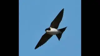 House Martin Bird Call