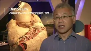 World's largest heart on display in rare exhibition - BBC News