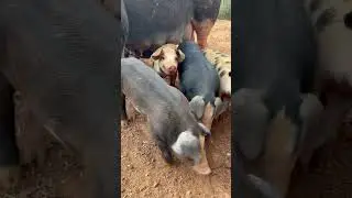 1-Month Old Piglets Eating Breakfast with Mama 🐖 #pigs