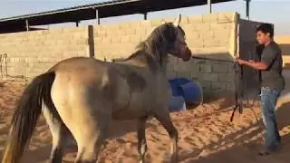حصان مهجور جابه راعيه عشان اعسفه ,, (الحصان رافض يخرج من غرفته ويهاجم العمال)