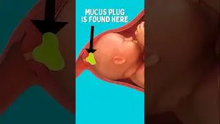 Mucus Plug против Bloody Show 😬😱