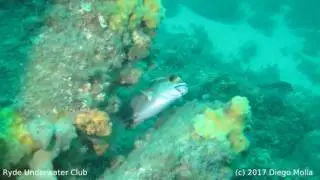 Halifax Nelson Bay Scuba Dive with RUC