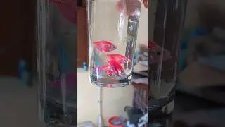 How Widow Tetra Glow Fish looks in a Glass Bottle | Widow Tetra Breeding