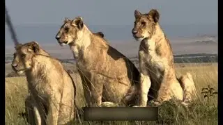Rongai Lion Pride Sighting | Masaimara | 7 September 2025