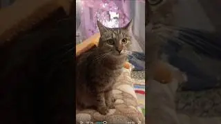 Невозмутимый Сэмик🥰#приютсолнышко 🌞🐈🐕🐶🐱❤🙏