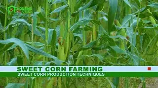 Sweet Corn Farming | Farm Wise - EP. 6