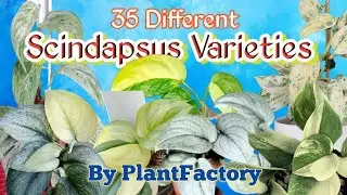 35 Different Scindapsus Varieties #plantfactory #scindapsus #scindapsusplants #scindapsusvarieties