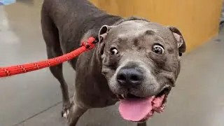 YouTube Fan Drives Hours To Visit Famous Talking Pitbull!! 