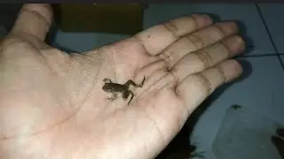 Unboxing common puddle frog / occidozyga laevis. katak hias mini