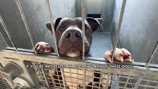 West LA Animal Shelter December Walk Through