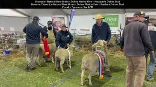 ASWS Champion Natural Bare Breech Dohne Merino Ewe
