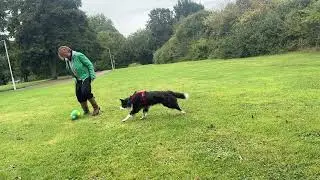 Hoeden met je hond zonder dat er schapen of ander vee voor nodig is.