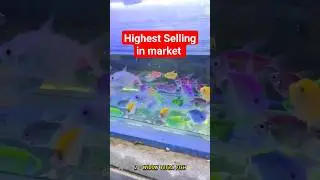 Highest selling fish in market 🤔🤯 #ytshorts #whatsappstatus #aquariumworldtelugu