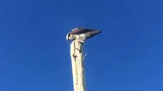 Buteos, Buzzards, Hawk, Miami - USA