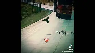 🦆 😱Mother duck ABANDONS her BABIES 🦆😱 #shorts #subscribe #duck #duckling #funnyanimals #lulzpets