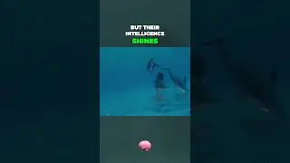 🐬 Dolphin Wonders: Altruism and Intelligence in the Ocean 🌊 | #DolphinRescue #Shorts