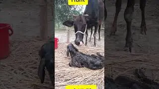 Just Bron Calf.Hunt HF87.5% LTL #shortvideo #cattleworld #animalfarming