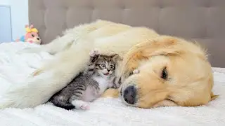 Big Dog, Tiny Kitten &ndash; The Most Adorable Chaos Ever!