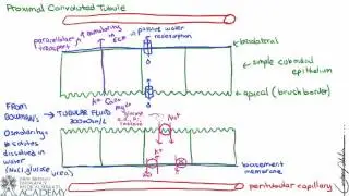 Proximal Convoluted Tubule