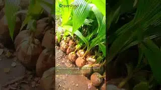 Indian Central Government Approved Coconut Tree | ஈத்தாமொழி தென்னை | Ready to Grow on Your Garden 🌴