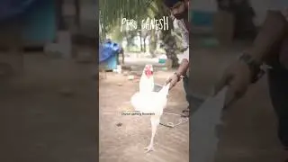 sethuva kodi punju || peru Ganesh Anna Bird #kodipunju #murga #aseel #rooster #birds #shorts #reels
