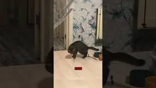 Cat Spins Like a Tornado &mdash; Here&rsquo;s the Real Reason!🌪️🐱#shorts#catlovers #viralvideo#funnycats#animals