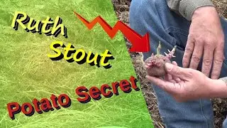How To Plant Ruth Stout Potatoes And Deep Mulch Garden Explained 4-17-2022