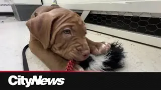 Tips to keep your pets safe this holiday season