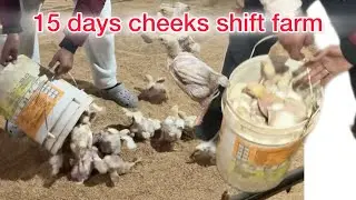 Poultry Farm Update: 15 Din Ke Murge Aur Full Farm Tour