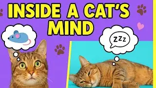 Shadow Shows What Cats Think About All Day! 😺💭
