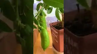 Австралийский пальчиковый лайм (Citrus australasica)